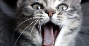 p4Dual-Screen Wallpapers